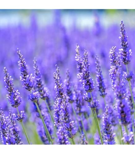 Amazon | サカタのタネ 実咲ハーブ8086 ラベンダー ハーブ 00928086